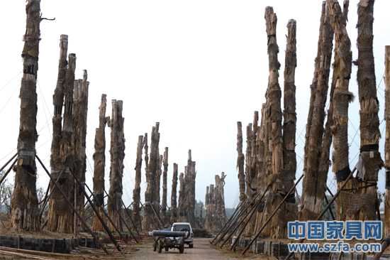 精品園內,98棵紫薇樹分立兩排,已全部死亡。