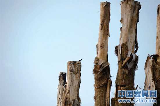 紫薇樹皮已干枯脫落。記者王從啟/攝src="http://m.crossfitcreate.com/file/upload/201207/18/14-00-48-68-1.jpg"