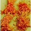 人工蟲(chóng)草與野生蟲(chóng)草為何顏色有較大差異？